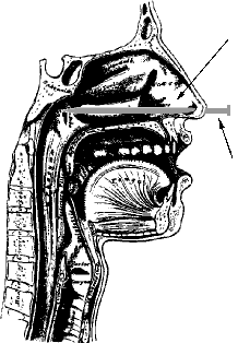 Anatomy of the Blockhead